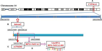 LincRNA Plays a Role in the Effect of CYP46A1 Polymorphism in Alzheimer’s Disease – Related Pathology